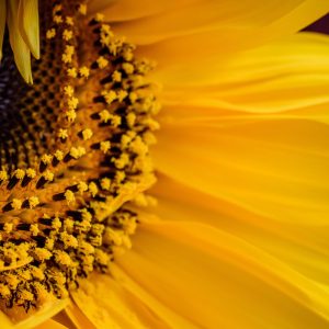 sunflower-4415802 sunflower-4415802